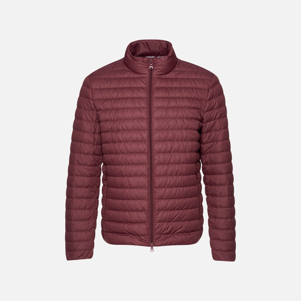 Short down jacket WARRENS MAN Cordovan - image number 3 | GEOX