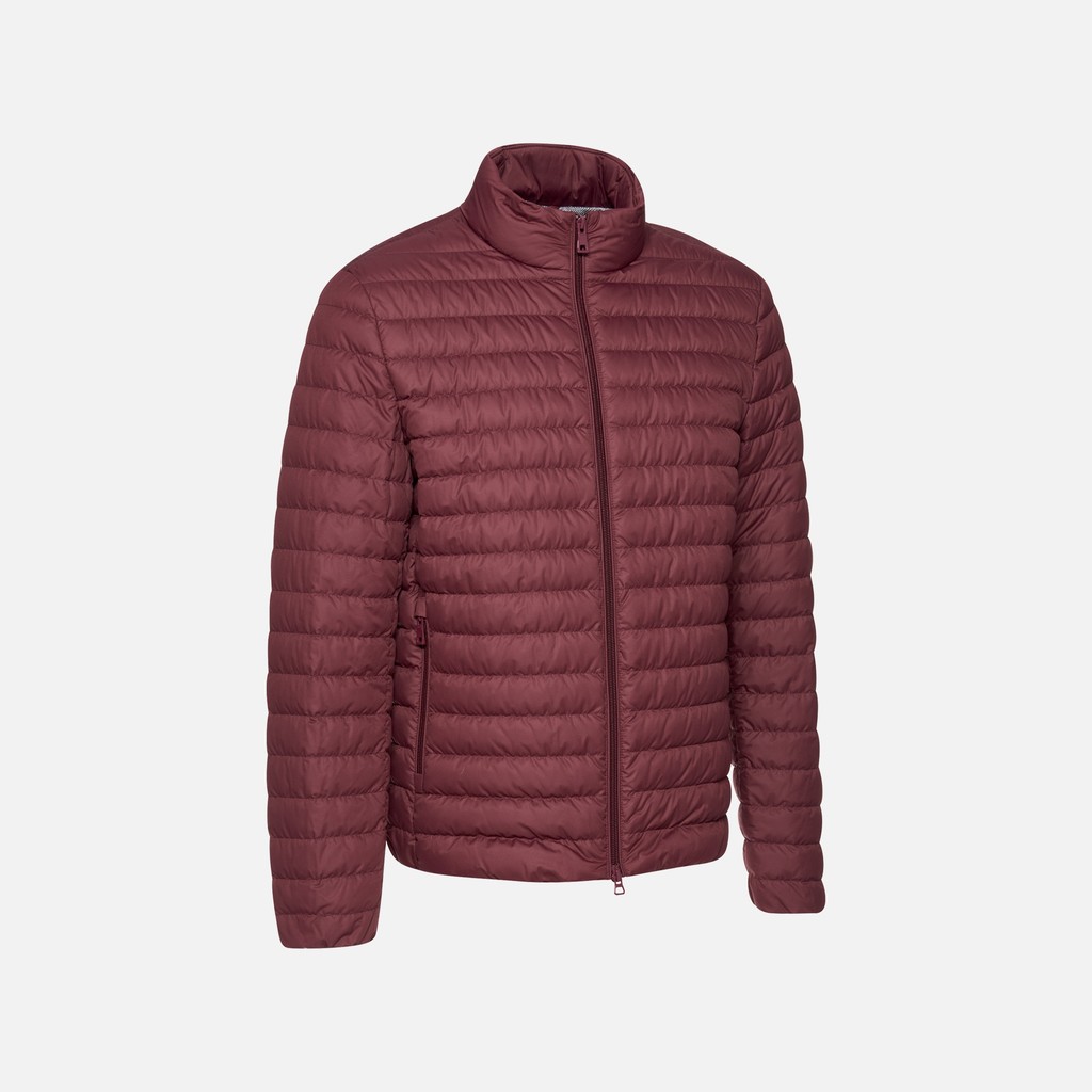 Short down jacket WARRENS MAN Cordovan - image number 4 | GEOX