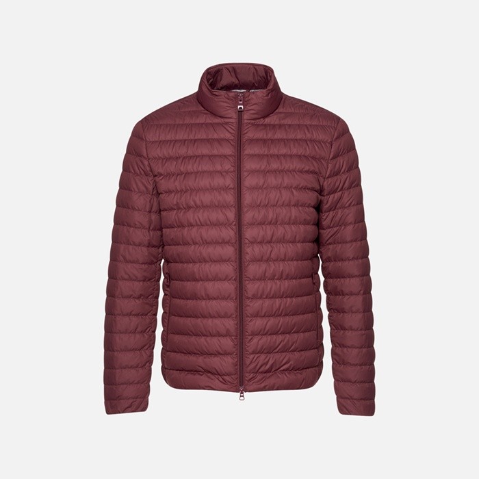 Short down jacket WARRENS MAN Cordovan | GEOX
