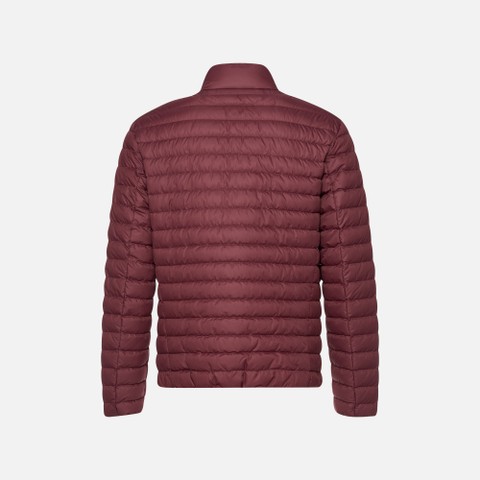 Short down jacket WARRENS MAN Cordovan - image number 5 | GEOX